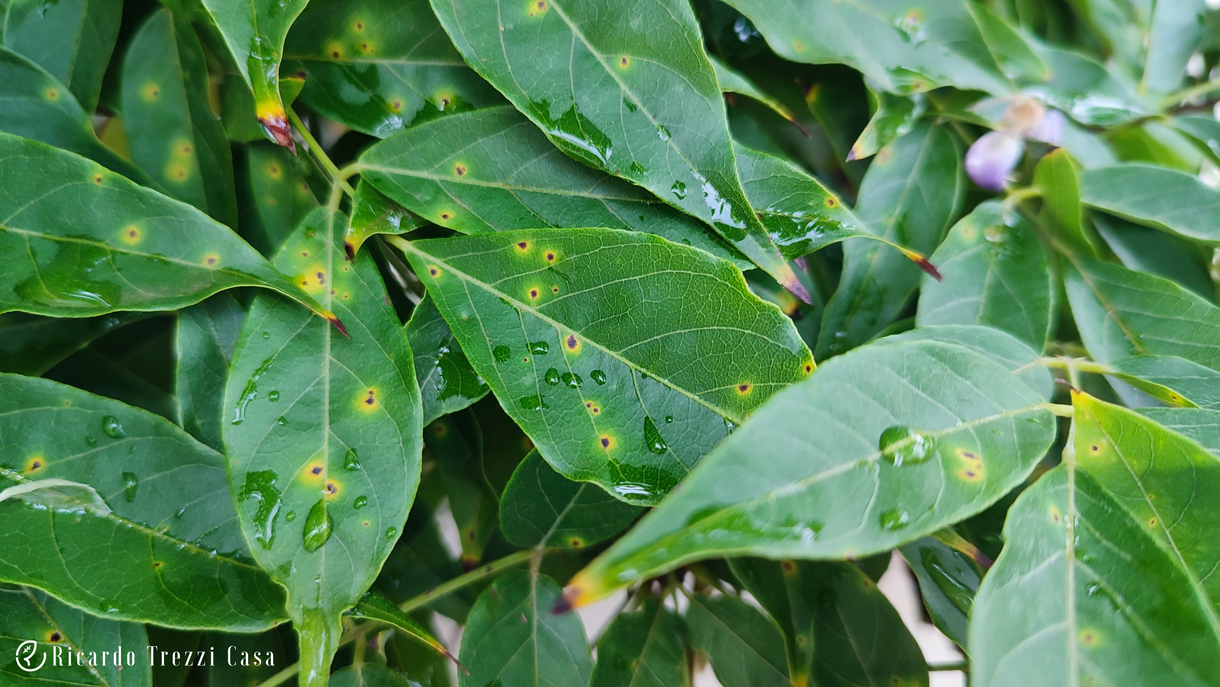 Mancha foliar de filosticta